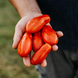 Opalka Tomato Seeds