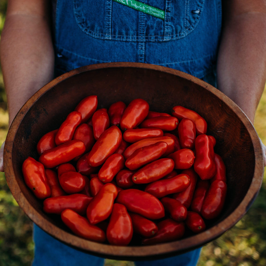 Opalka Tomato Seeds