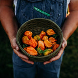 Orange Habanero Chile Pepper Seeds