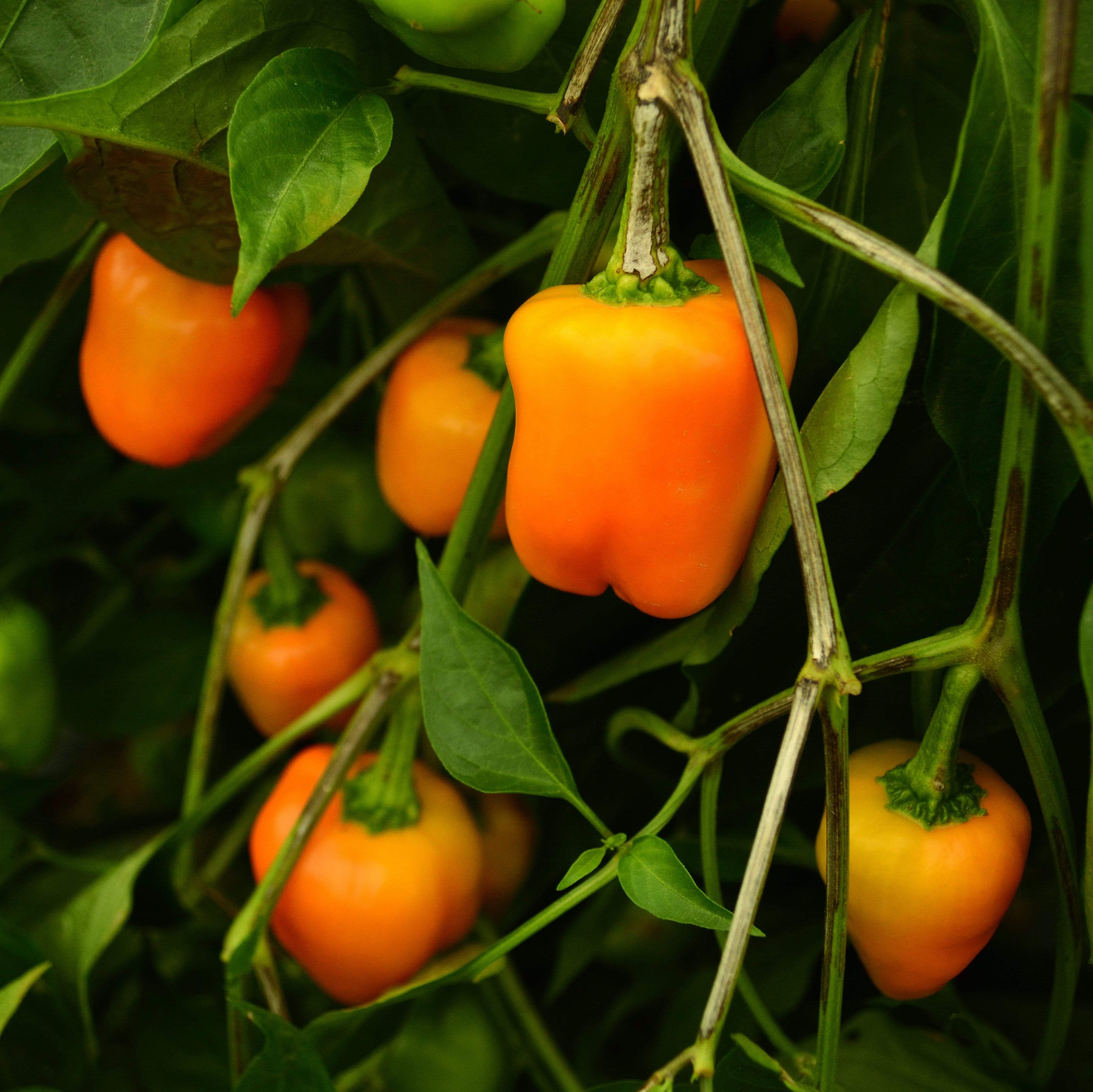 Orange Mini Bell Sweet Pepper Seeds