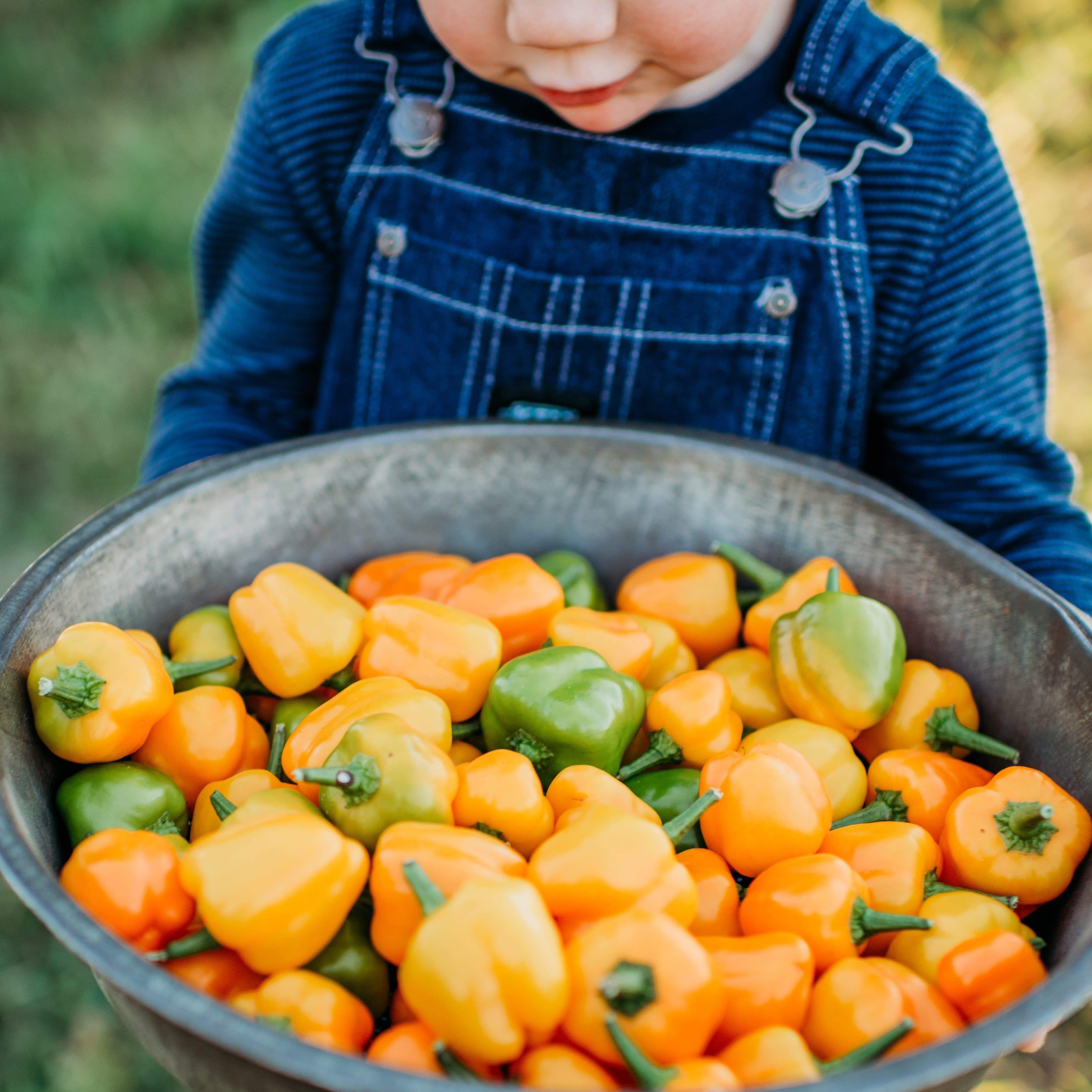 Orange Mini Bell Sweet Pepper Seeds