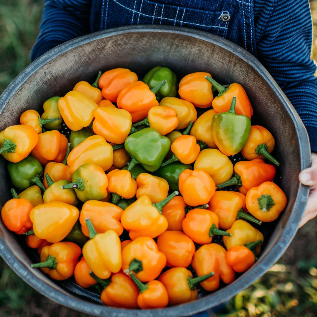 Orange Mini Bell Sweet Pepper Seeds