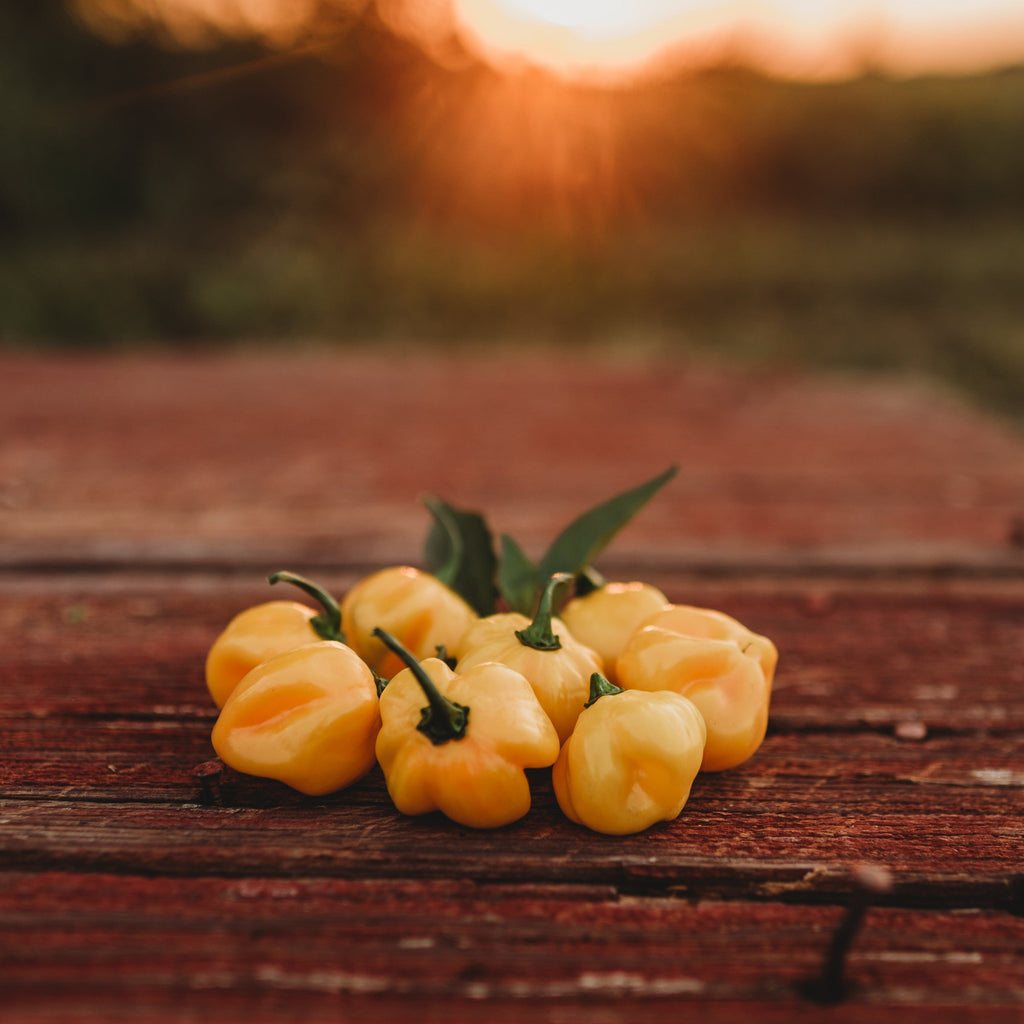 Orange Scotch Bonnet Pepper Seeds