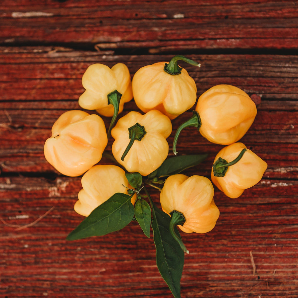 Orange Scotch Bonnet Pepper Seeds