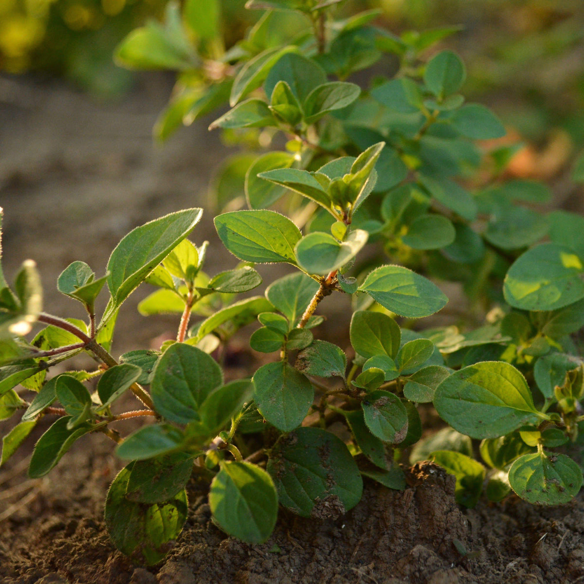 Oregano, Common