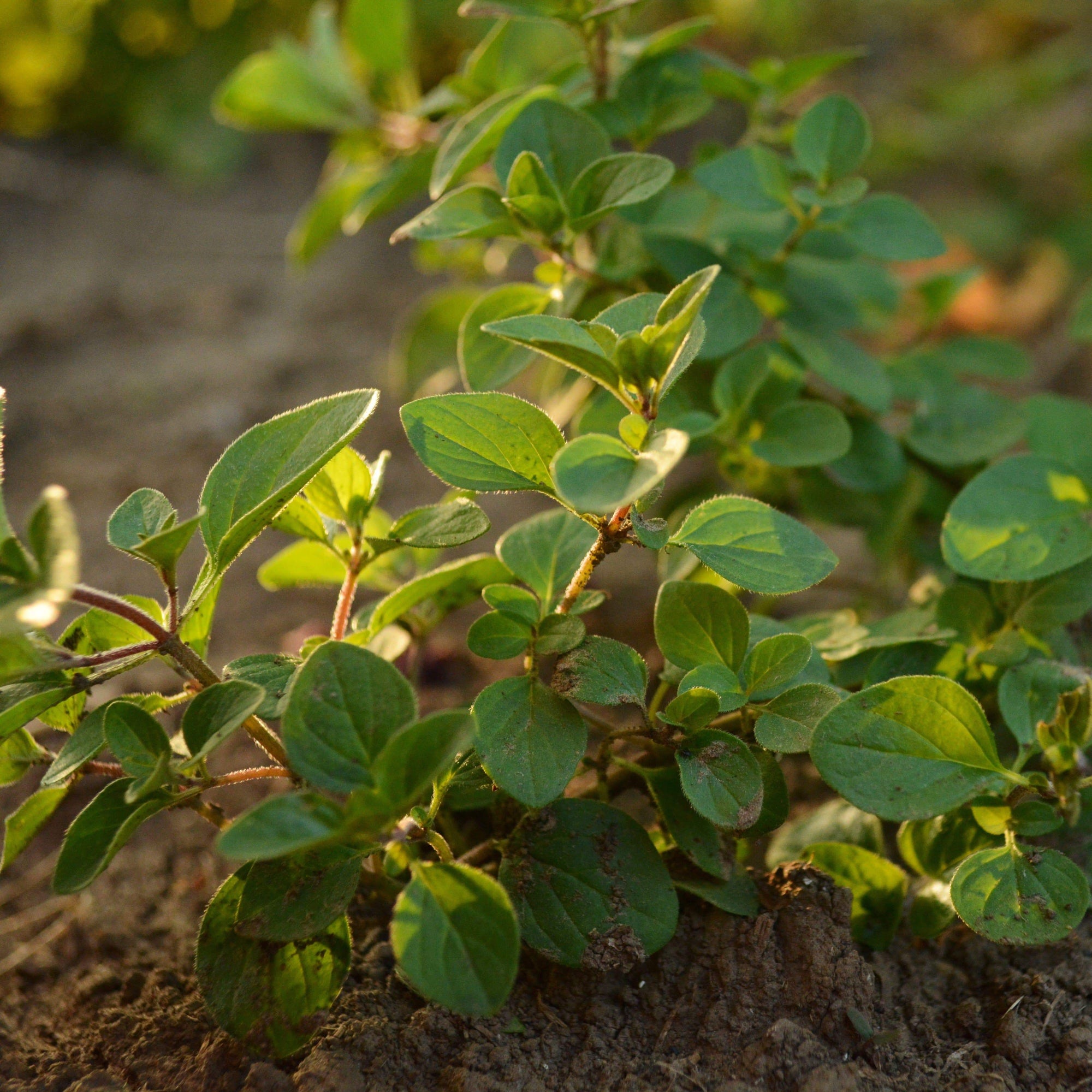 Oregano, Common