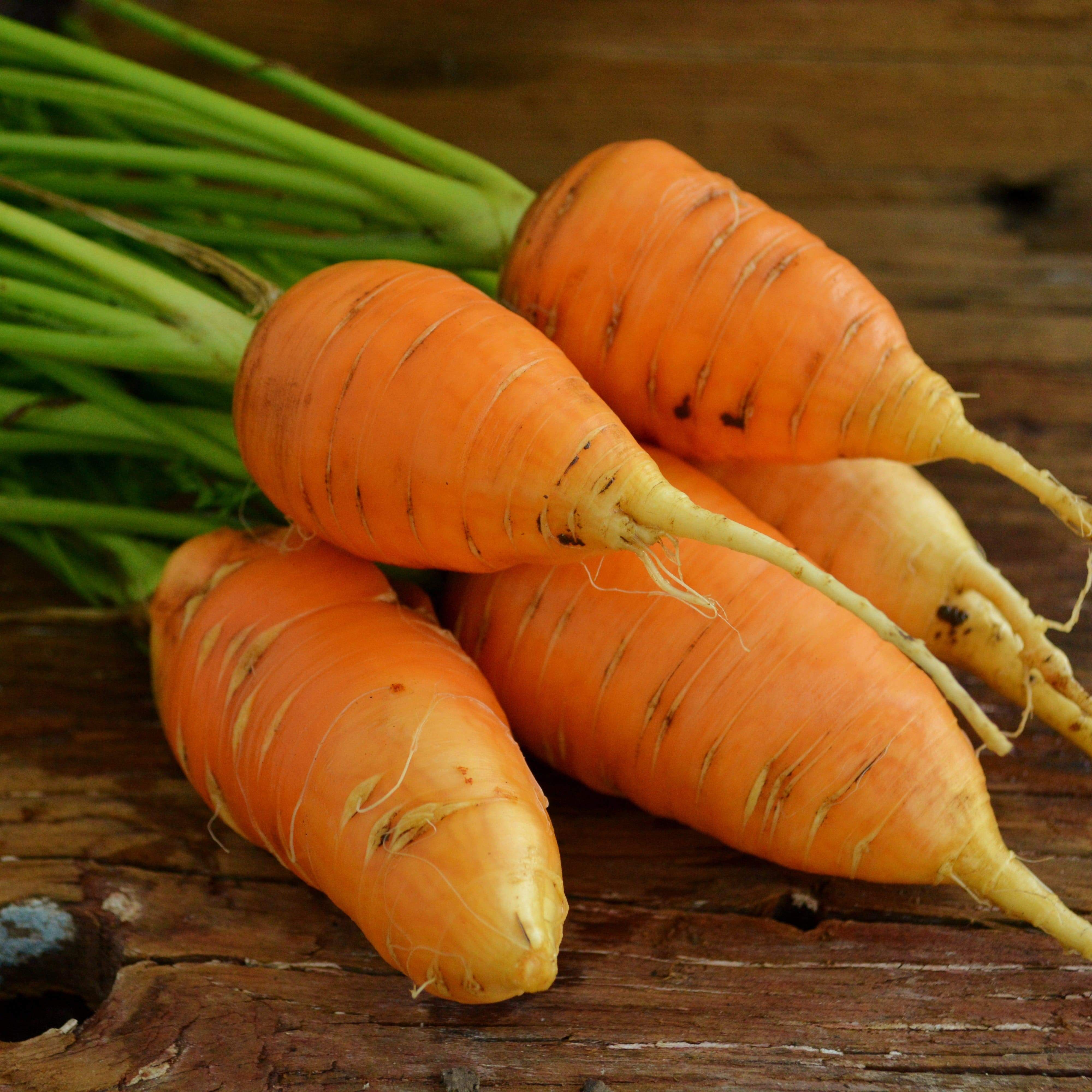 Oxheart (Guerande) Carrot Seeds