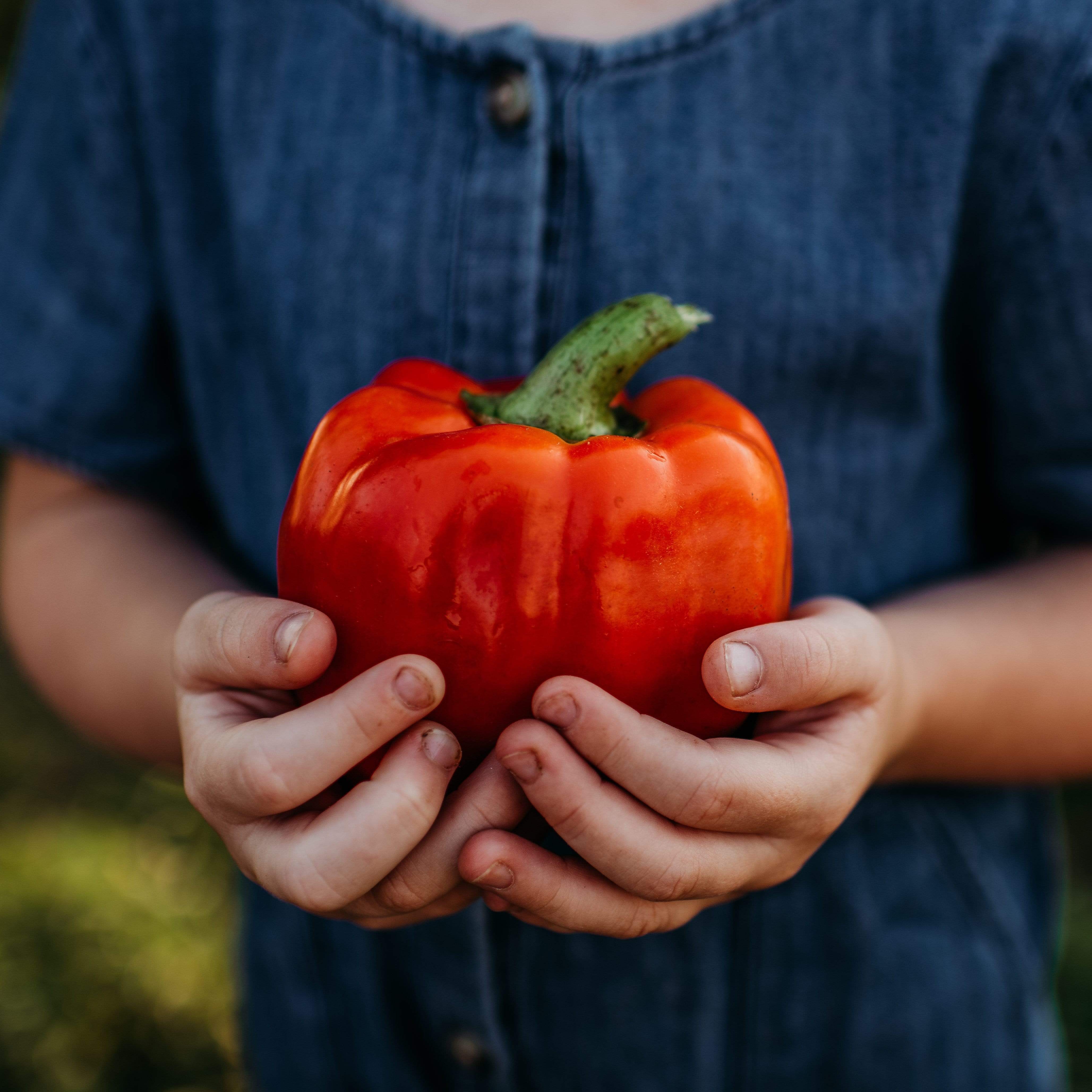 Ozark Giant Bell Pepper Seeds