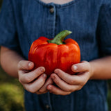 Ozark Giant Bell Pepper