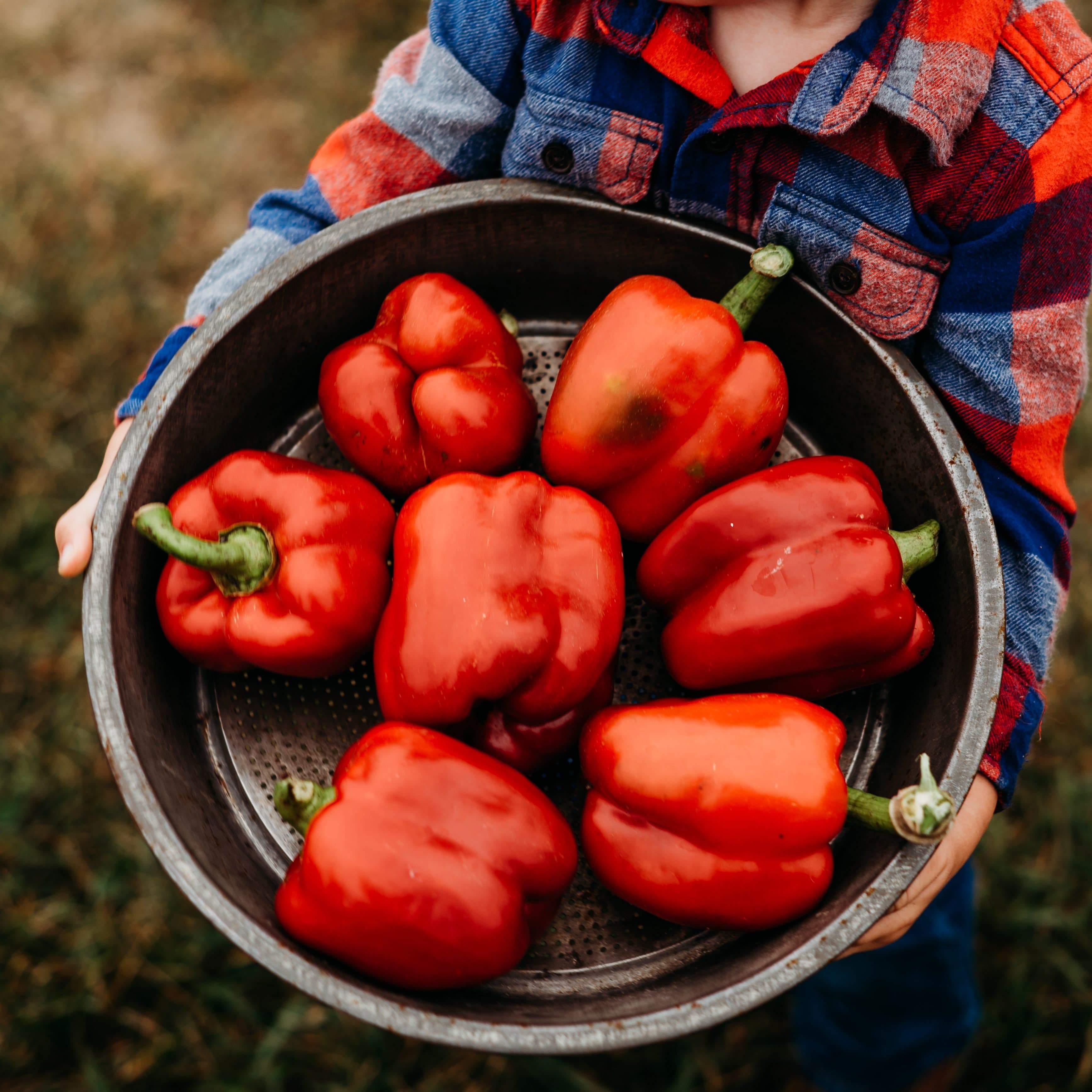 Ozark Giant Bell Pepper Seeds