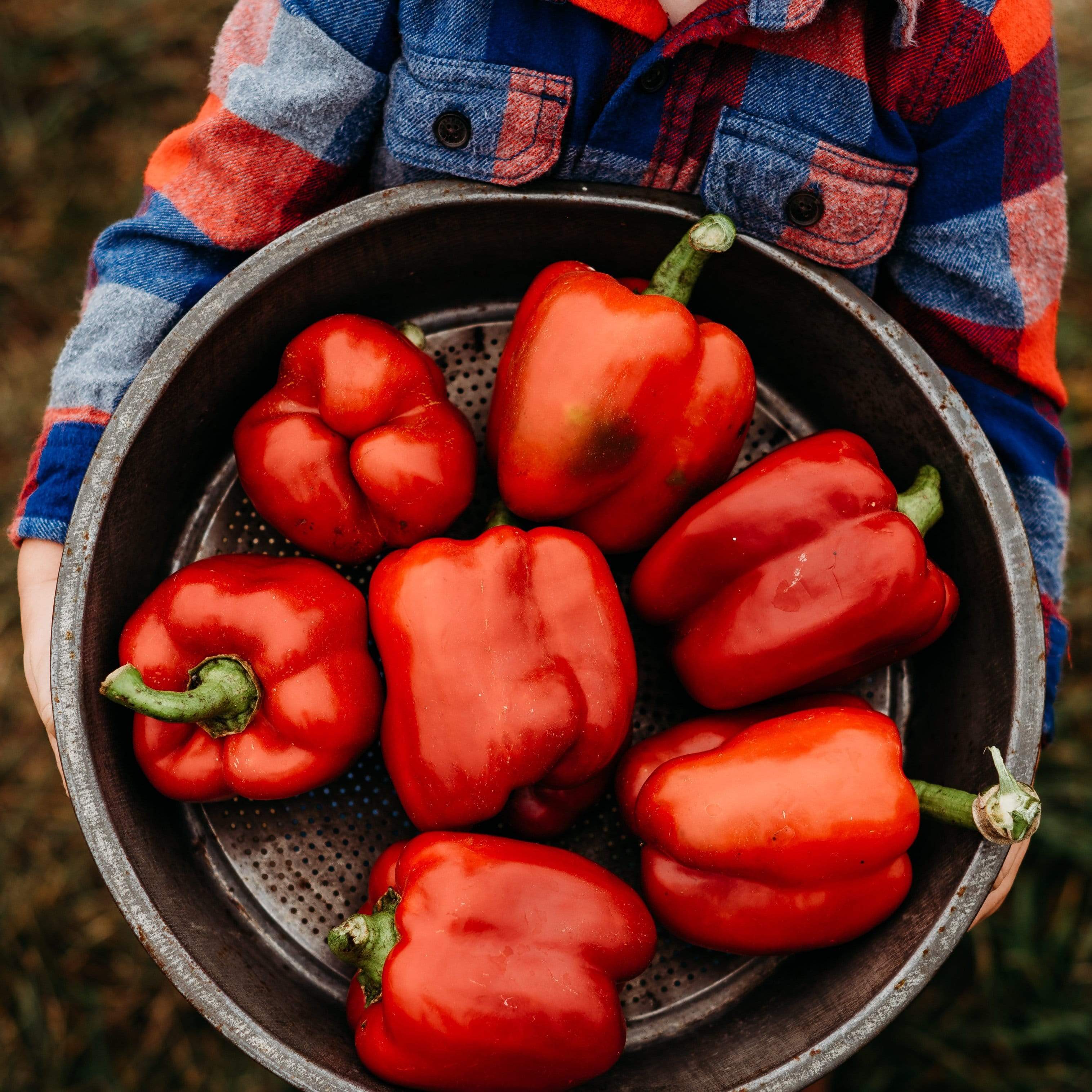 Ozark Giant Bell Pepper Seeds