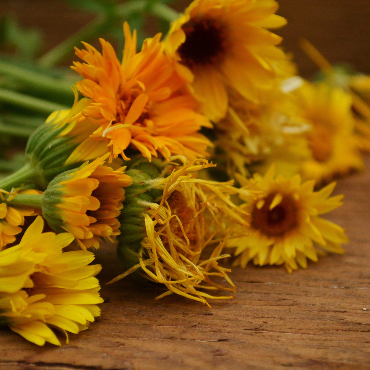 Pacific Beauty Calendula