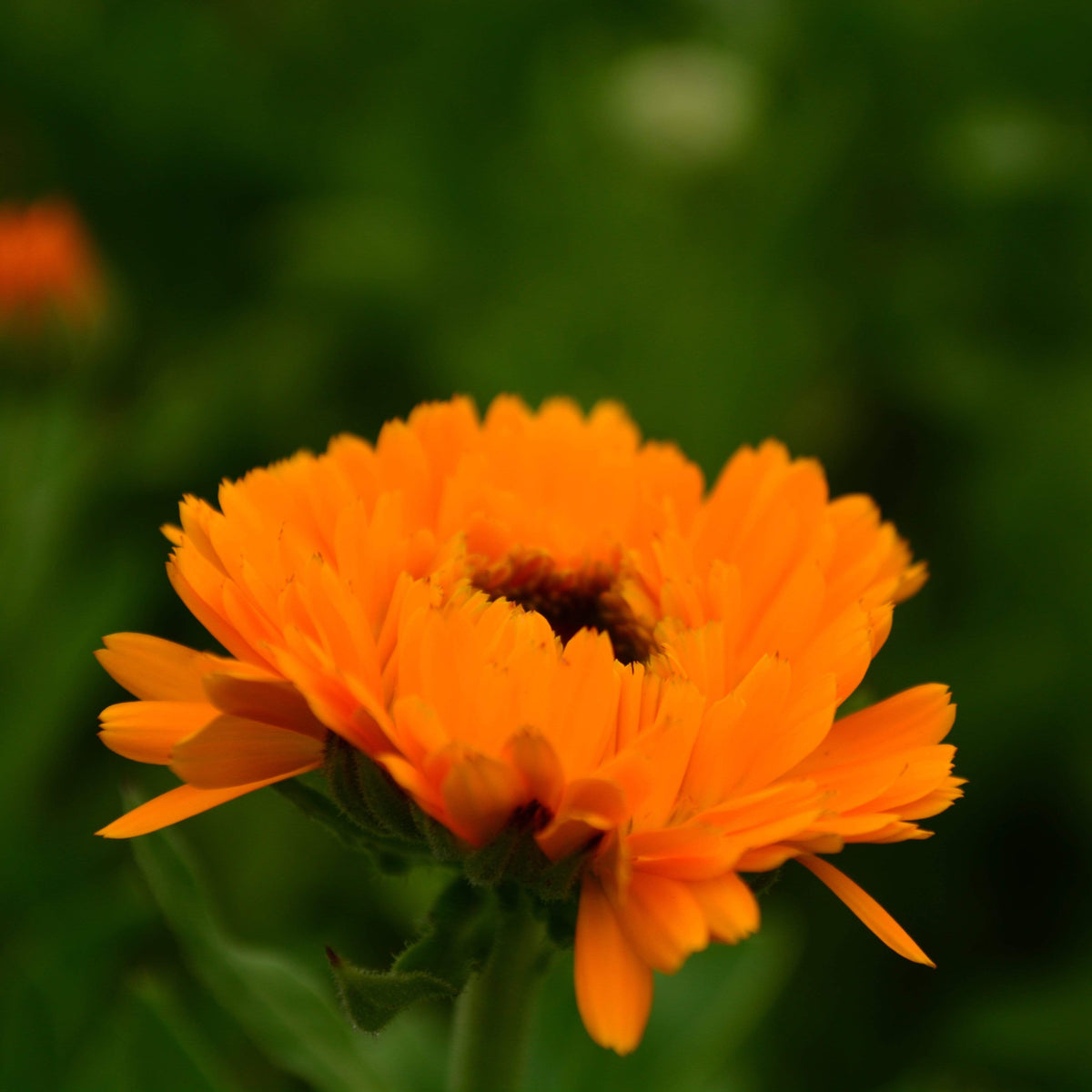 Pacific Beauty Calendula