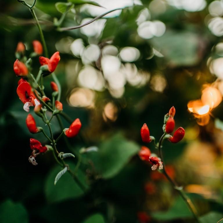 Painted Lady Scarlet Runner Bean Seeds