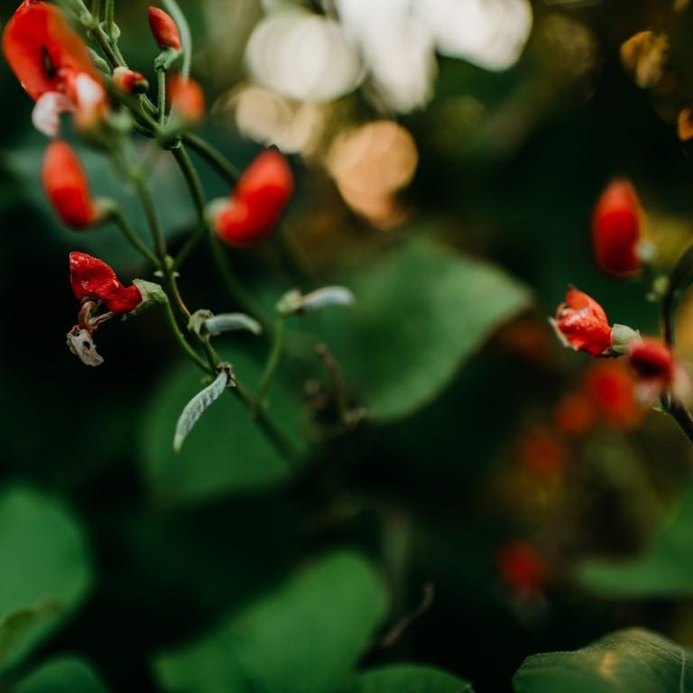 Painted Lady Scarlet Runner Bean Seeds