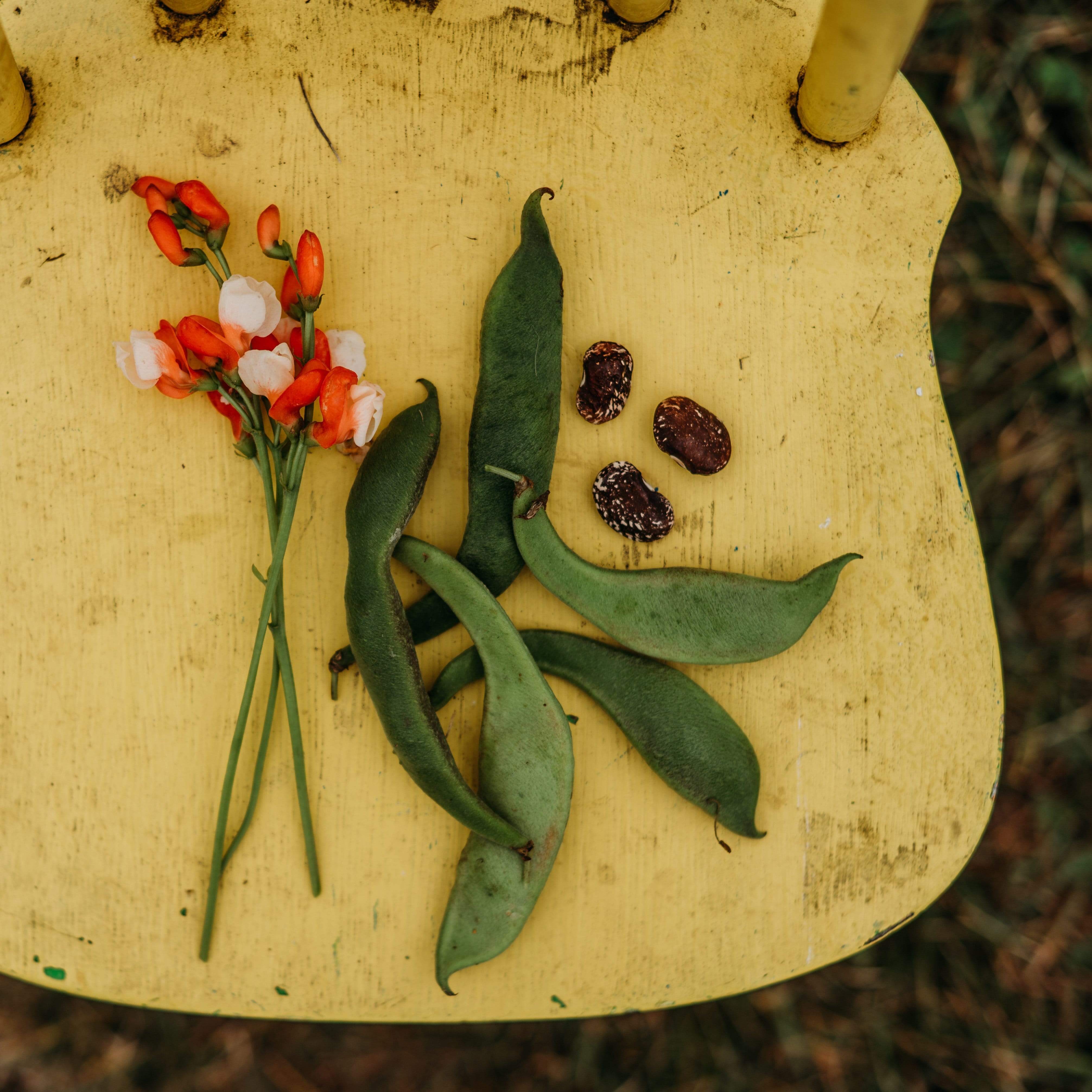 Painted Lady Scarlet Runner Bean Seeds