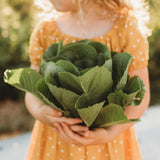 Parris Island Romaine Lettuce Seeds