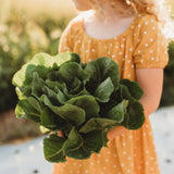 Parris Island Romaine Lettuce Seeds