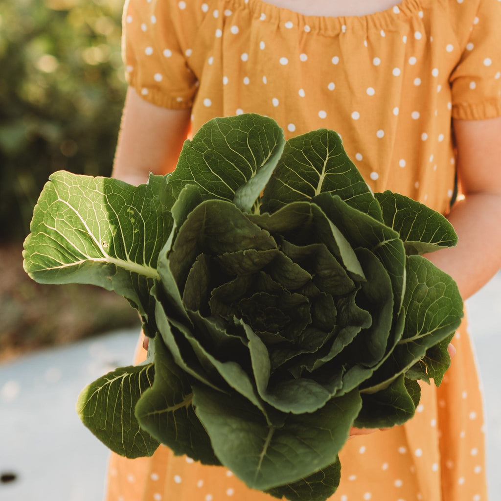 Parris Island Romaine Lettuce Seeds