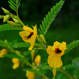 Partridge Pea Seeds