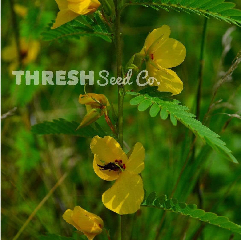 Partridge Pea Seeds