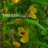 Partridge Pea Seeds