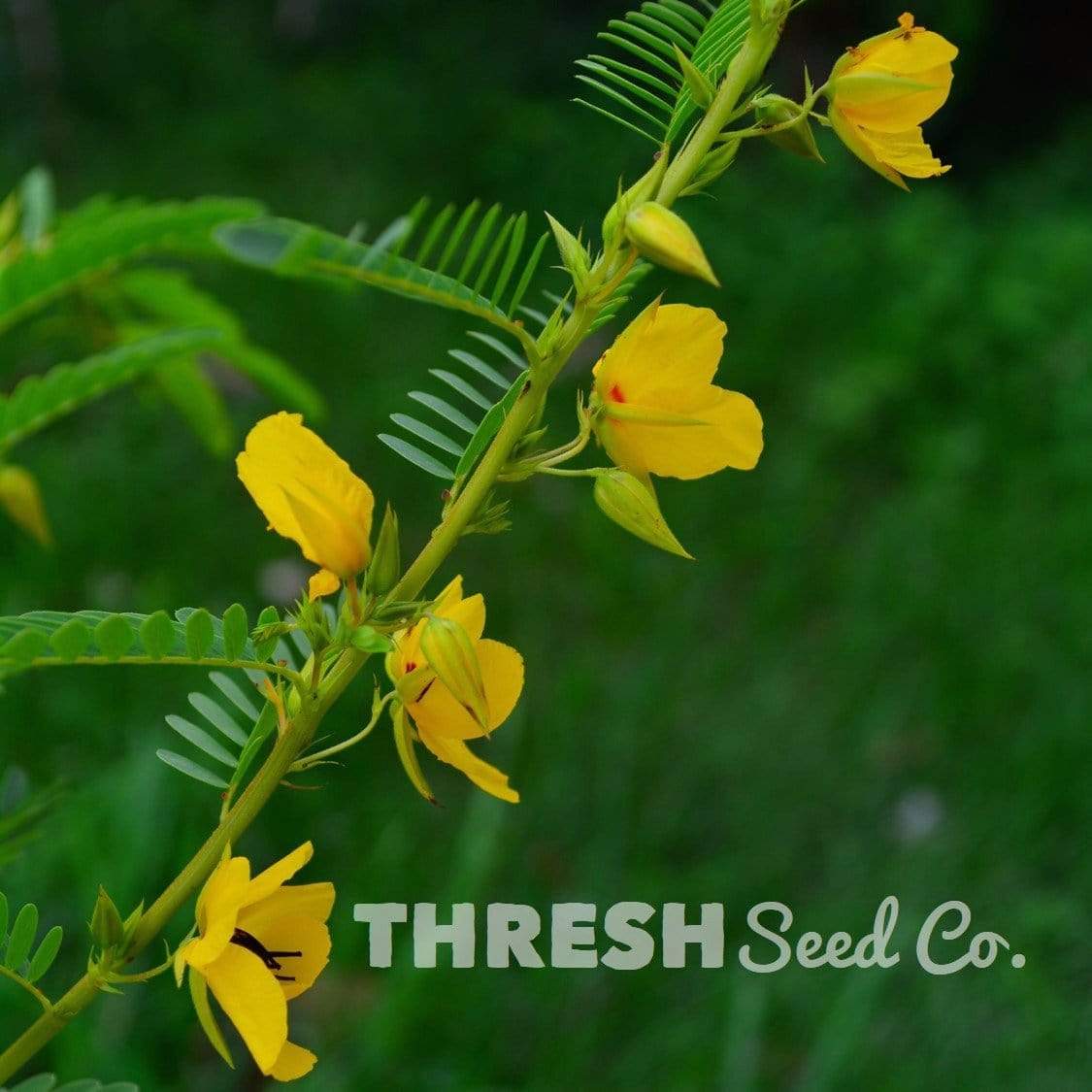 Partridge Pea Seeds