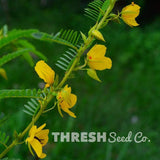 Partridge Pea Seeds