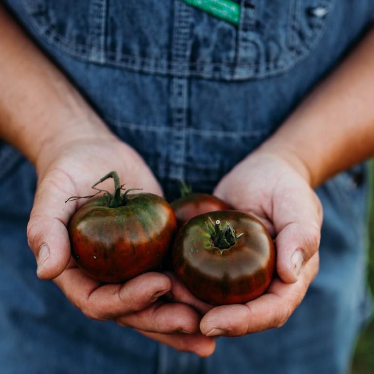 Paul Robeson Heirloom Tomato