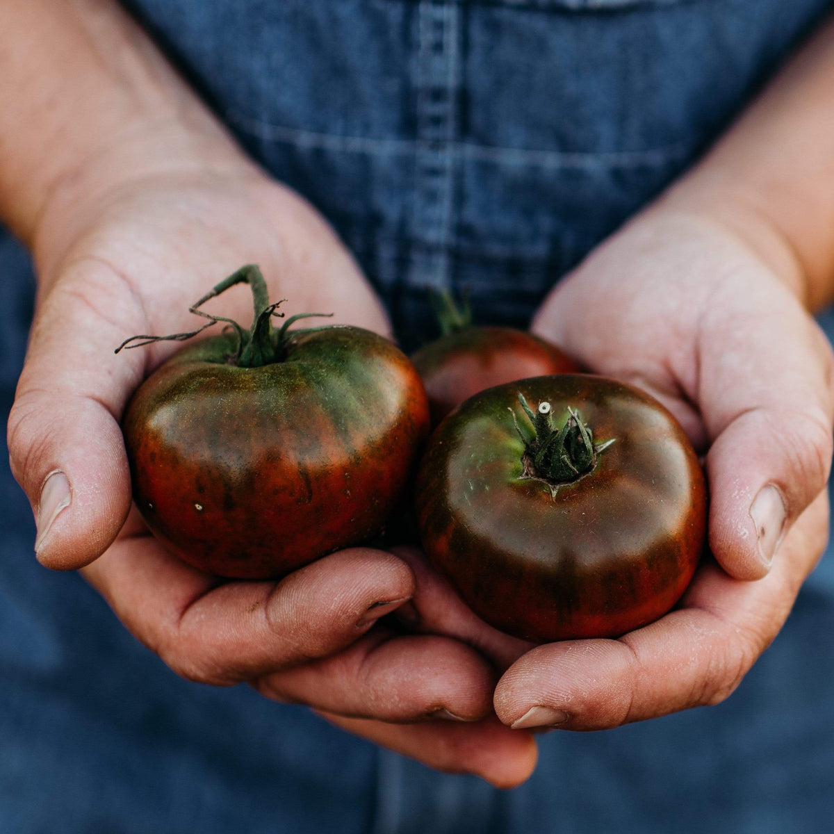 Paul Robeson Heirloom Tomato