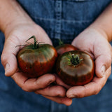 Paul Robeson Tomato Seeds