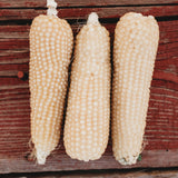 Pennsylvania Butter-Flavored Popcorn Seeds
