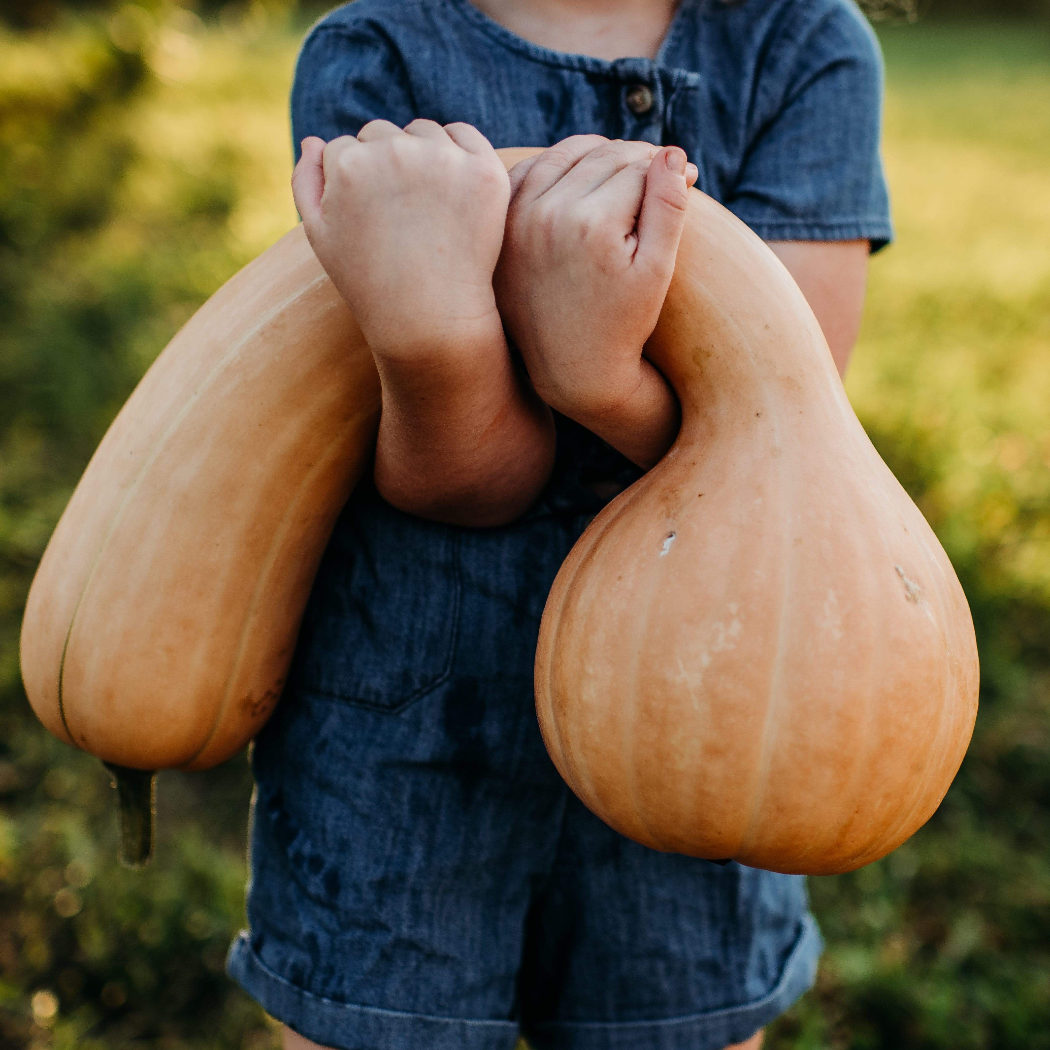Pennsylvania Dutch Squash Seeds