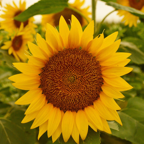 Peredovik Sunflower Seeds