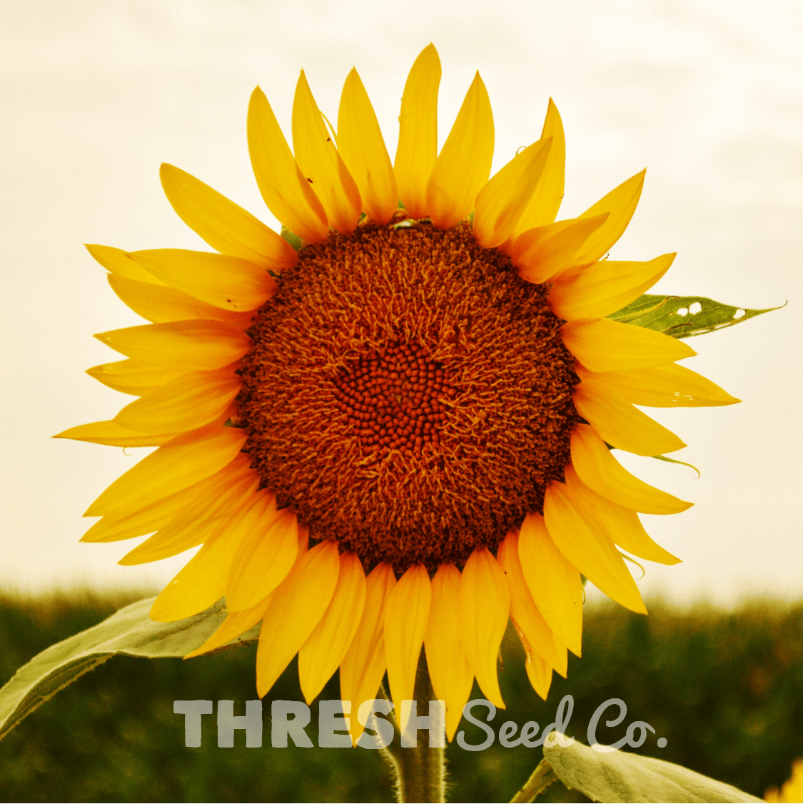 Peredovik Black Seeded Sunflower Thresh Seed Co