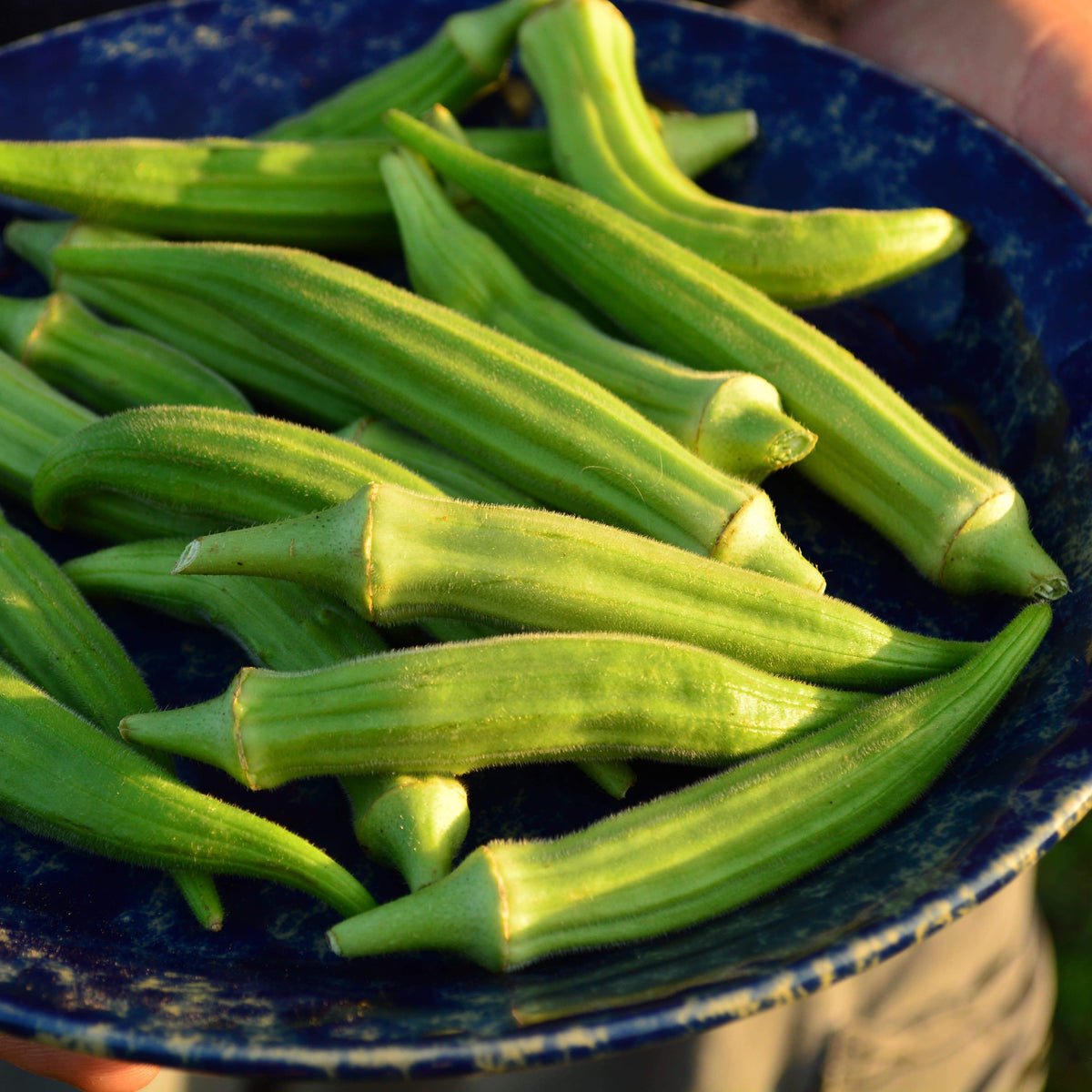 Perkins Long Pod Okra