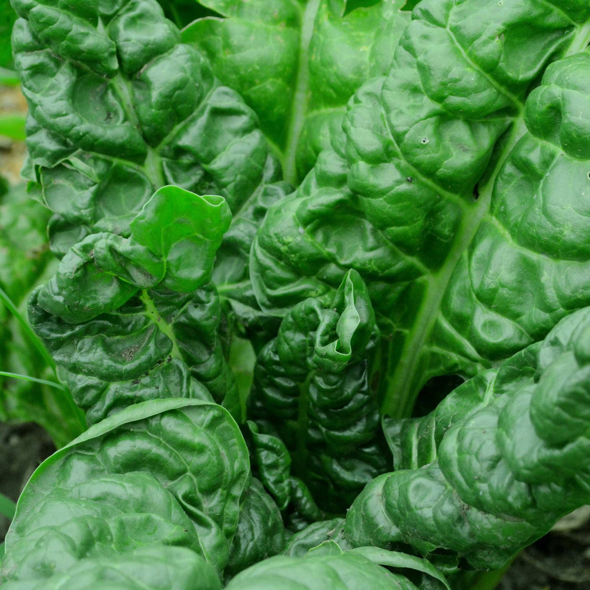 Perpetual Spinach Swiss Chard