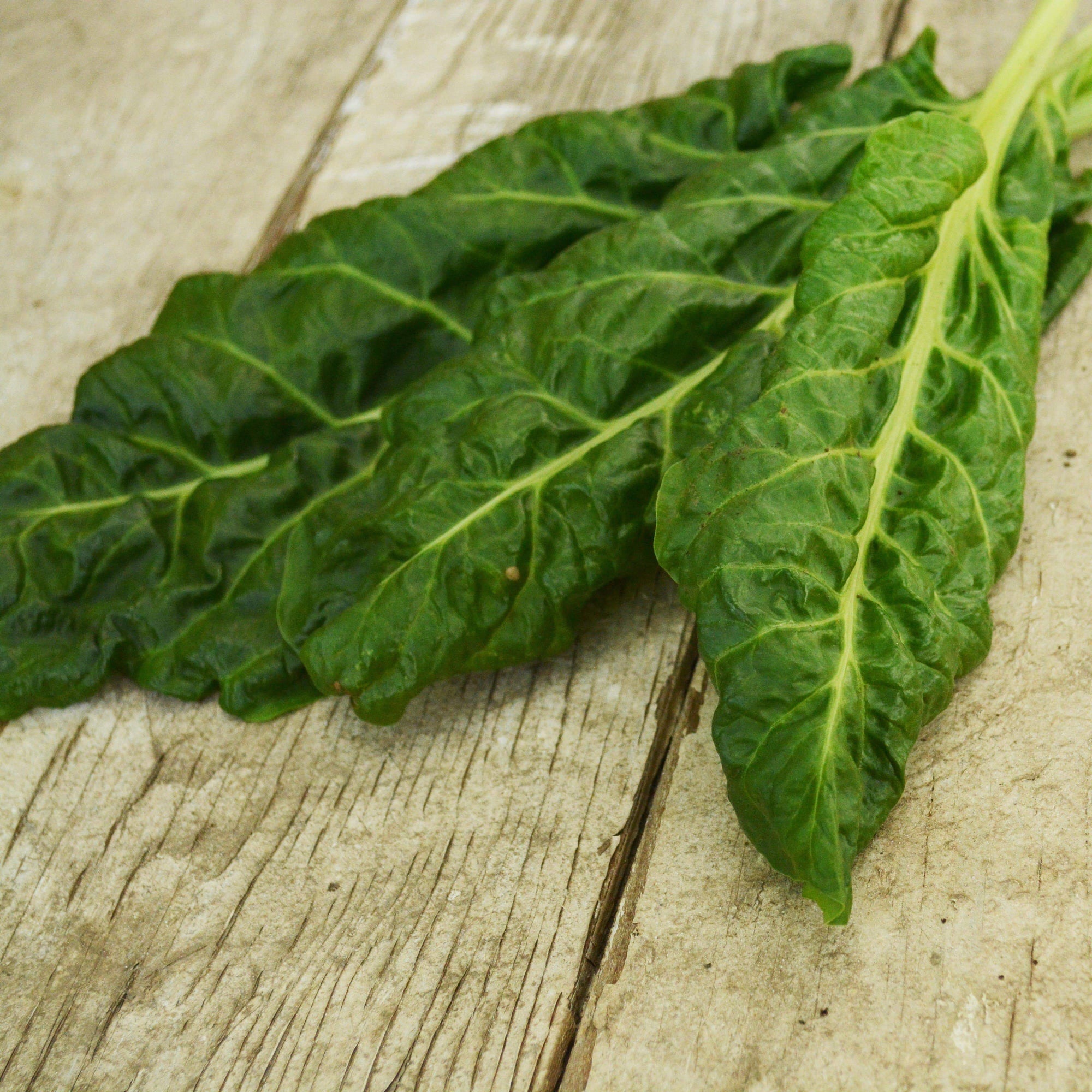 Perpetual Spinach Swiss Chard