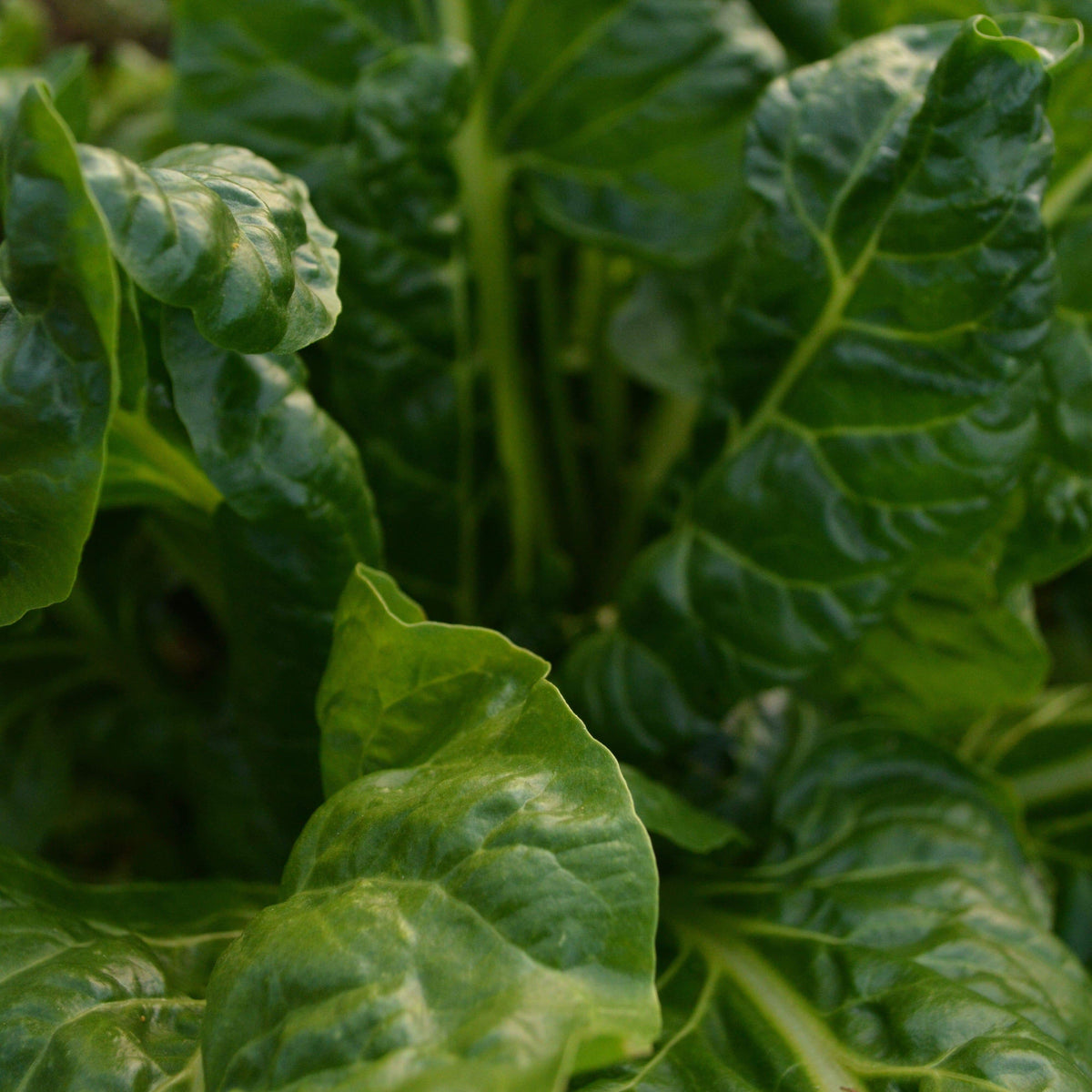 Perpetual Spinach Swiss Chard