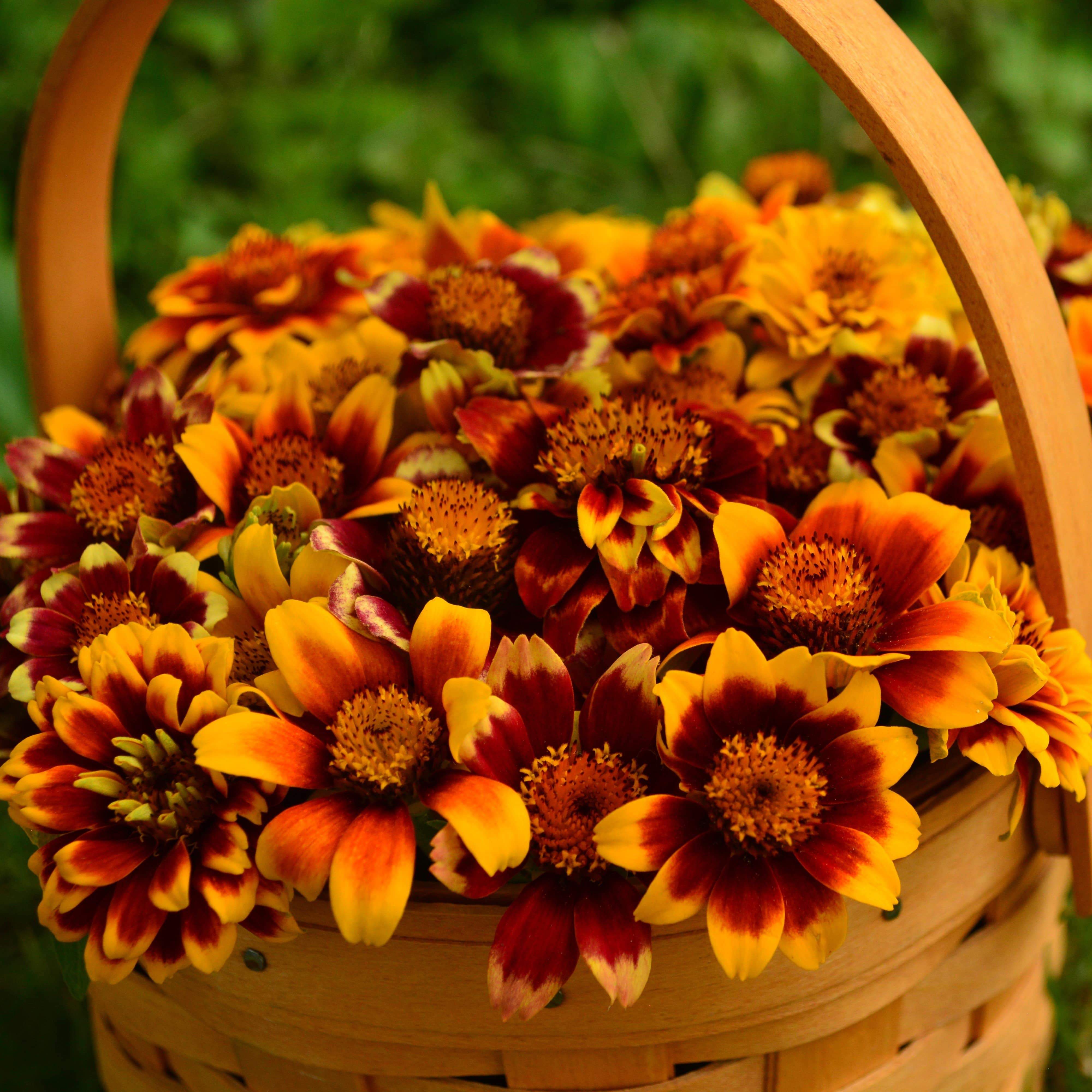Persian Carpet Mexican Zinnia Seeds