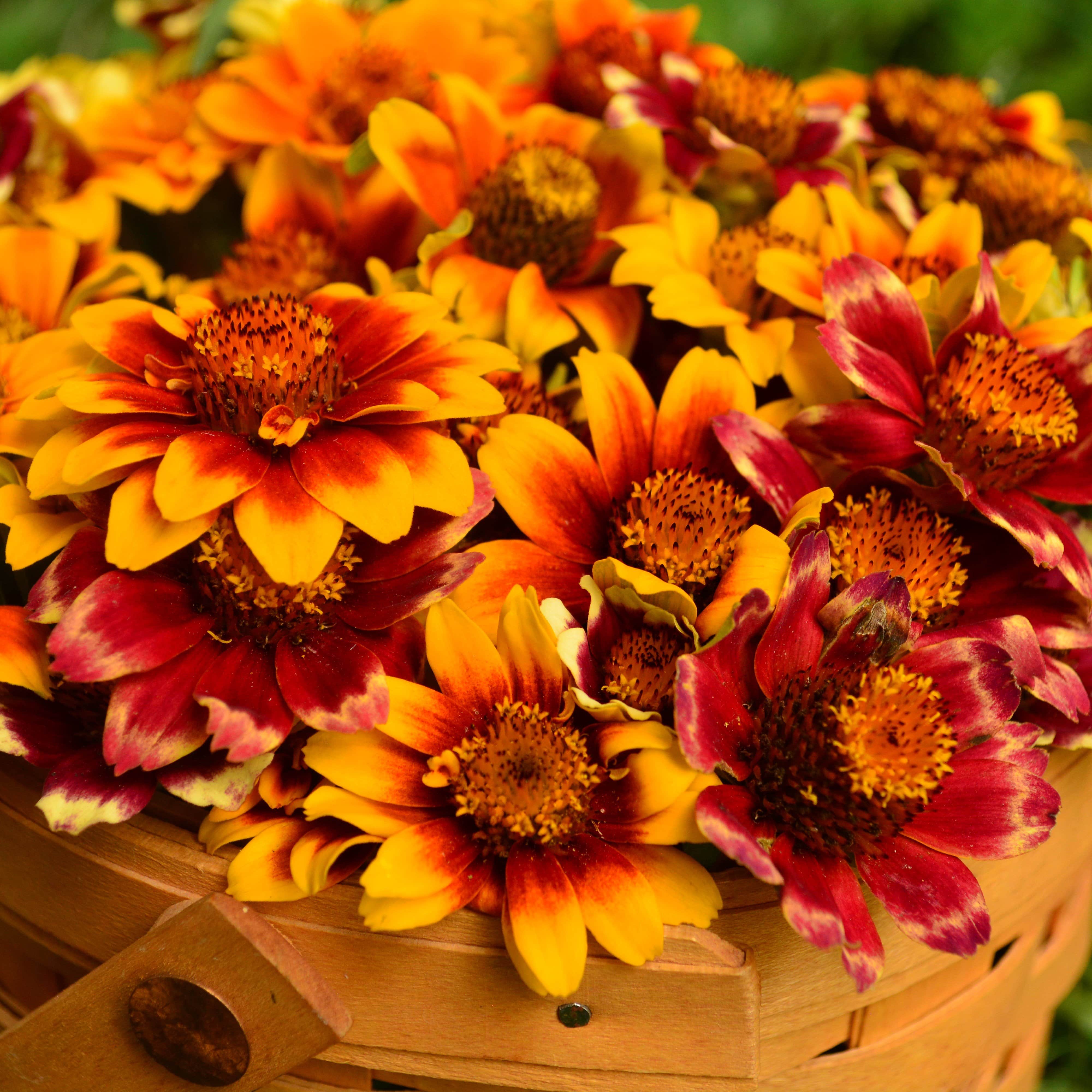 Persian Carpet Mexican Zinnia Seeds