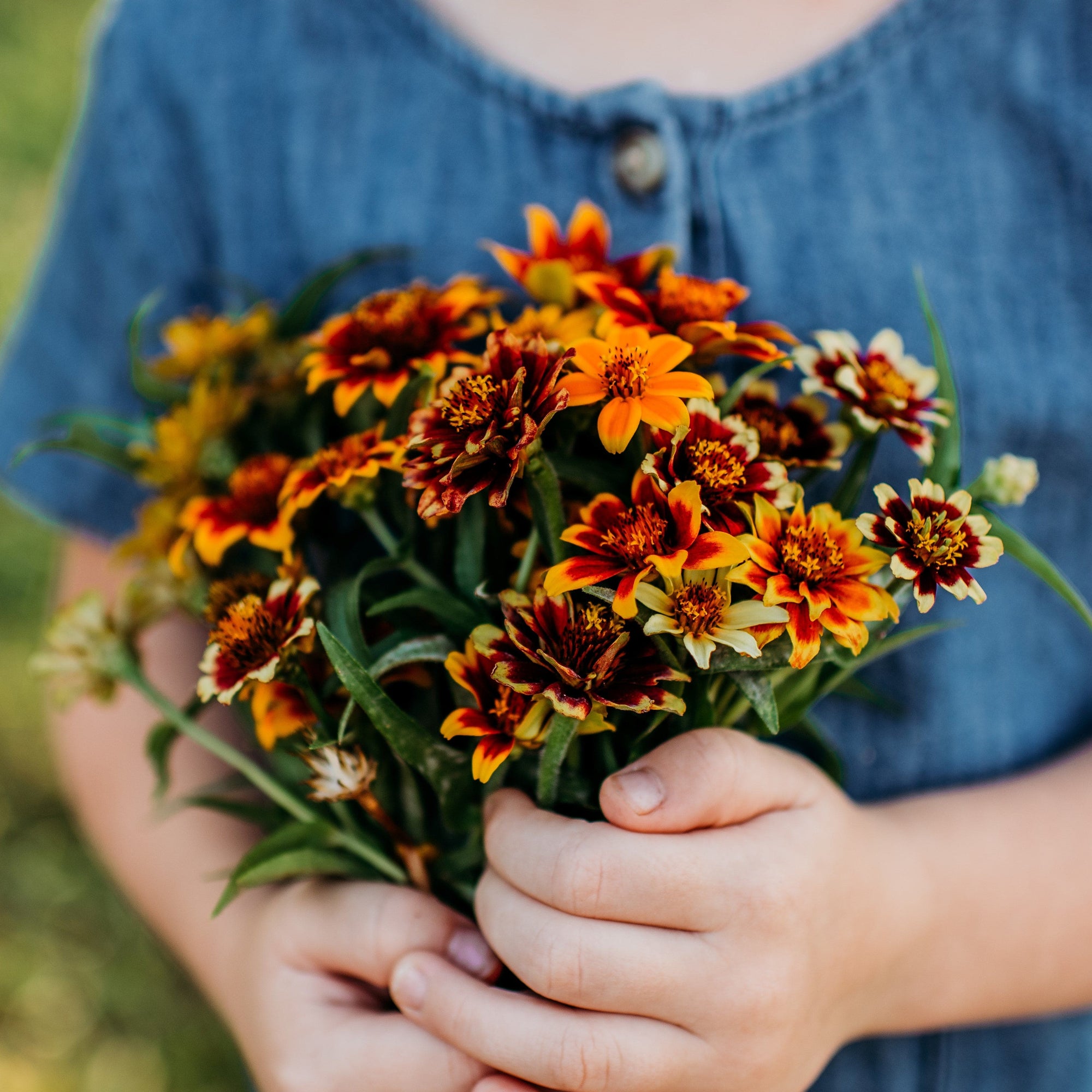 Persian Carpet Mexican Zinnia