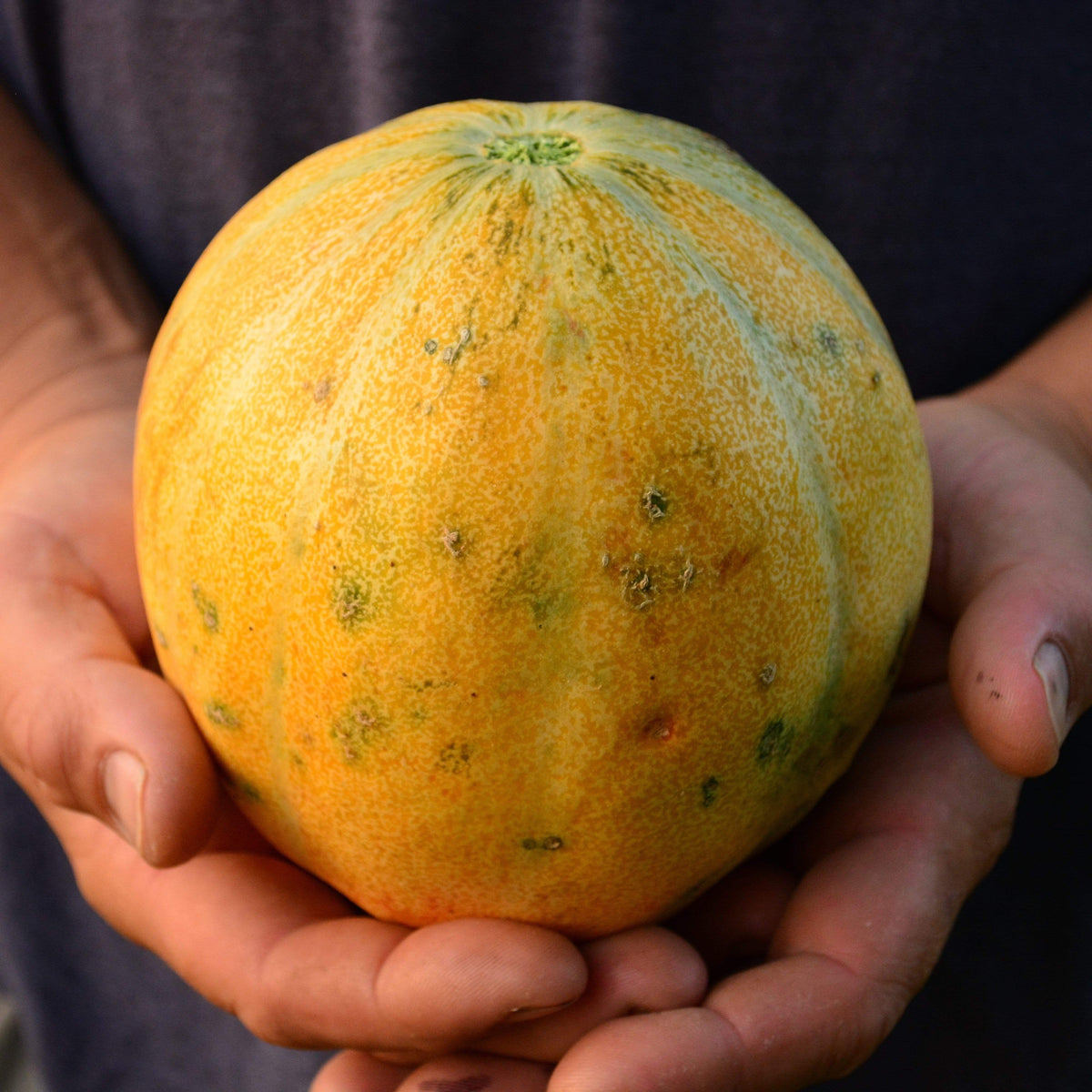 Petite Gris de Rennes Melon