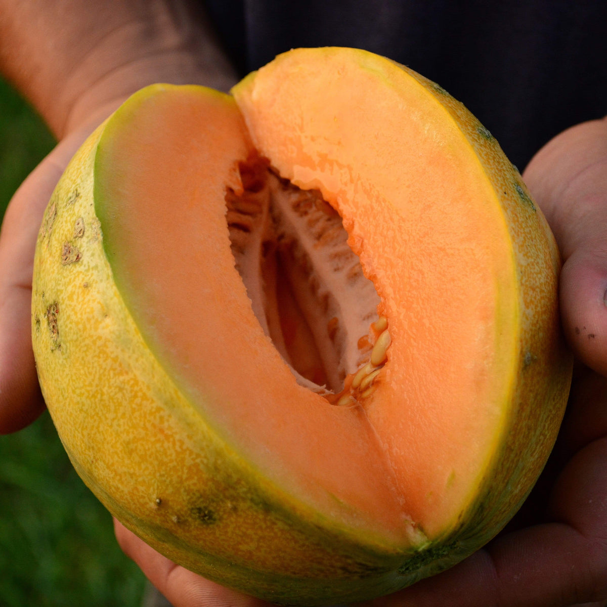 Petite Gris de Rennes Melon