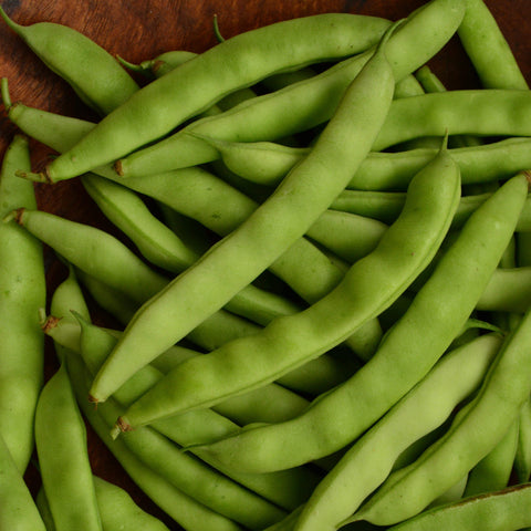 Pine Mountain Greasy Bean Seeds