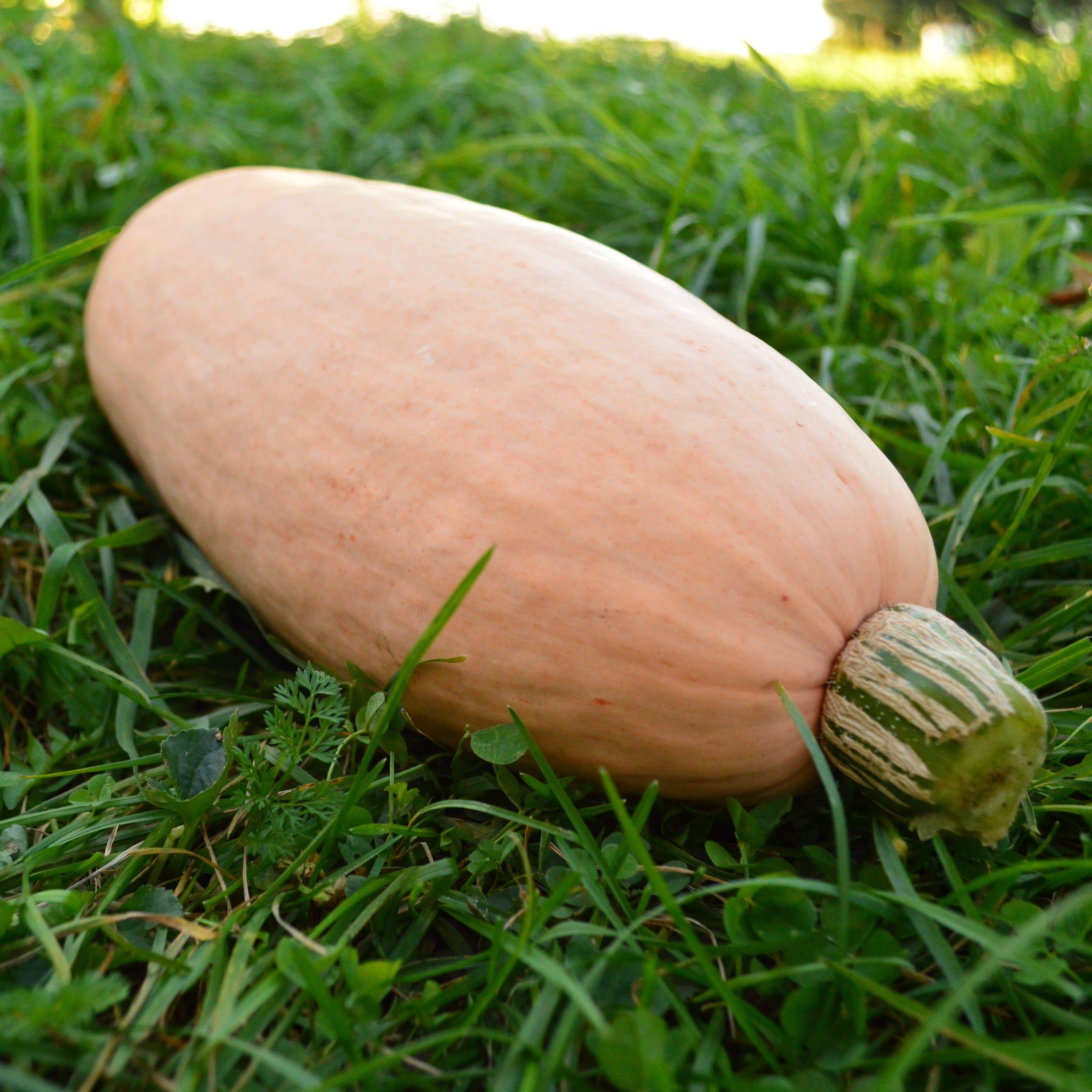 Pink Banana Squash Seeds