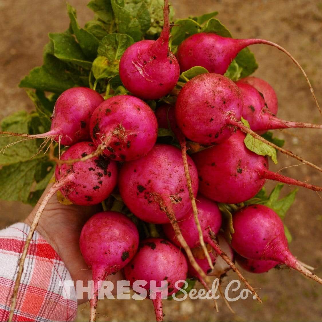 Pink Celebration Radish Seeds