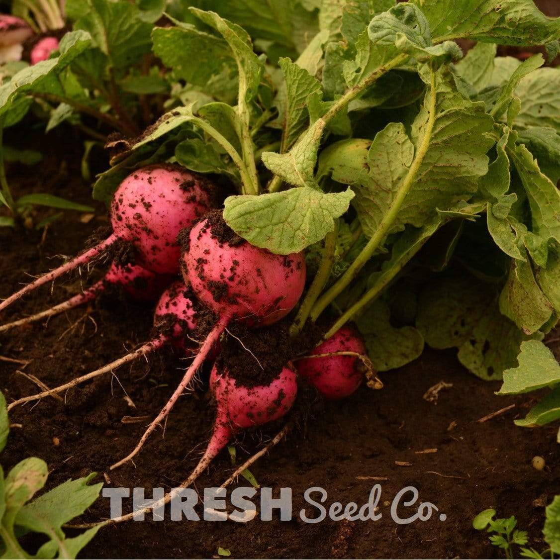 Pink Celebration Radish Seeds