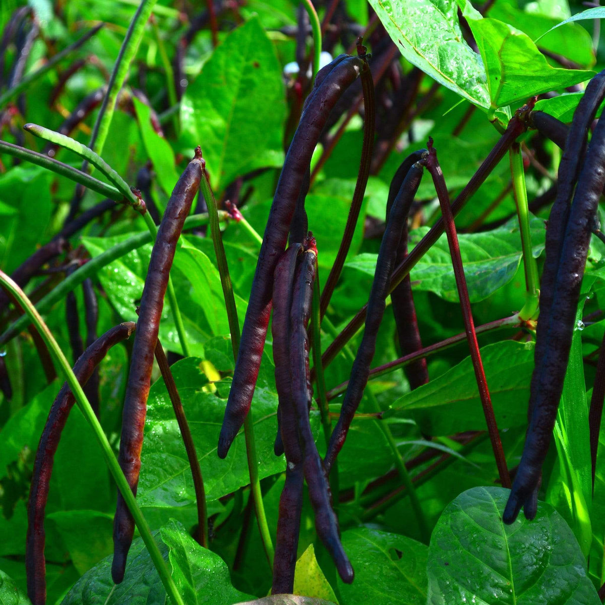 Pink-Eyed Purple Hull Cowpea