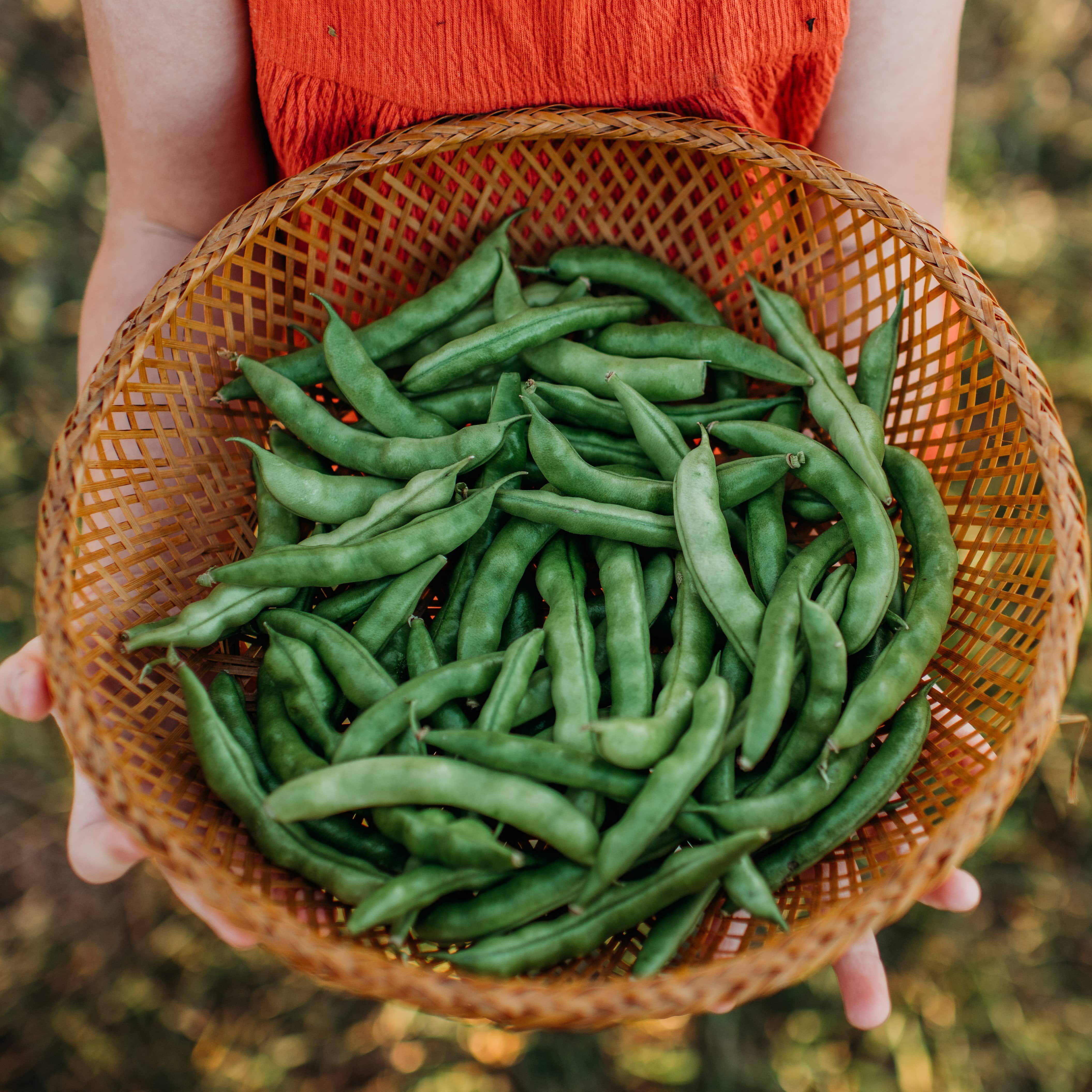 Pink Tip Greasy Bean Seeds